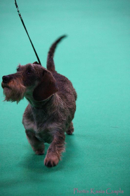 Crufts2011_2 1512.jpg